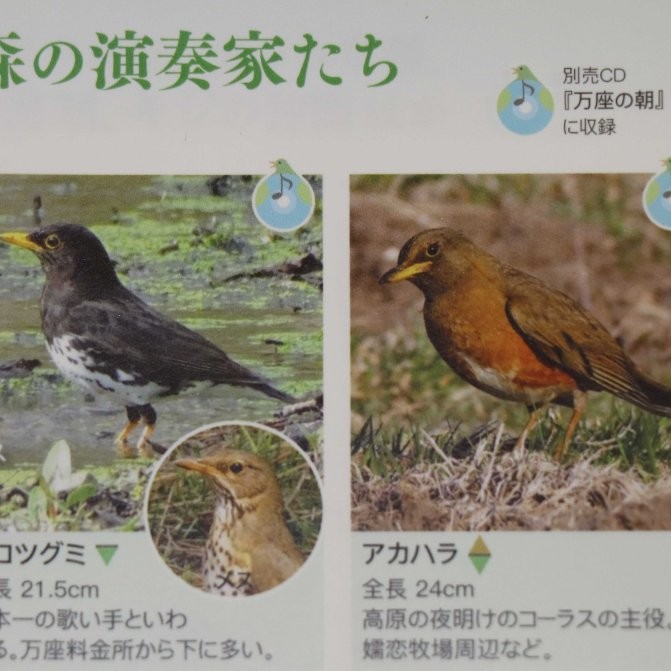 万探ツアー『夜明けの鳥の大コーラス』 - 万座しぜん情報館