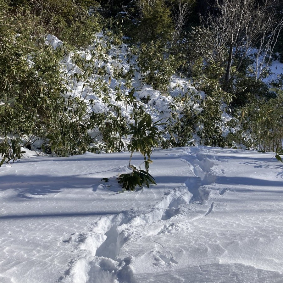白雪MAMA様　確認用 登山禁止⚠️草津白根山（白根山、本白根山、逢ノ峰） - 万座しぜん情報館